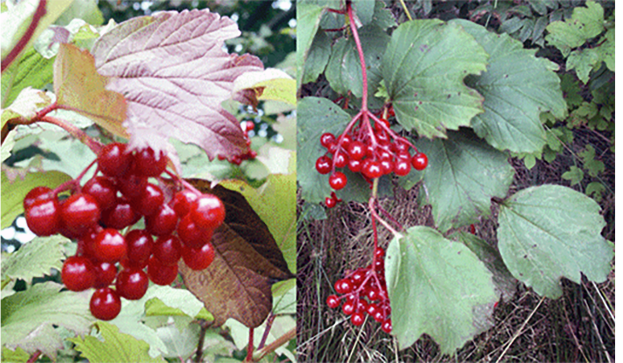 Guelder rose (Viburnum opulus) showing the fruit fruit and leaves