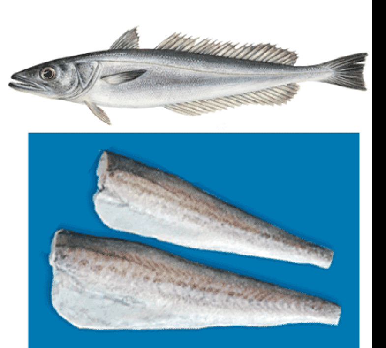 Image of whole hake with fresh hake fillets.