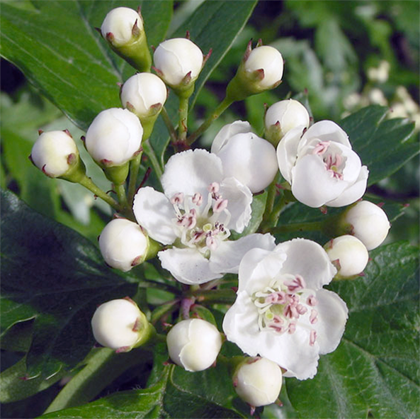 Hawthorn flowers