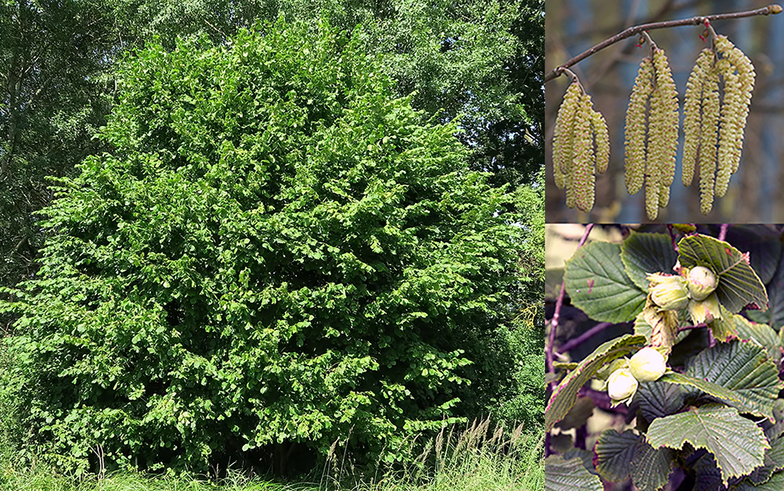 Hazel (Corylus avellana) tree, catkins, and nuts