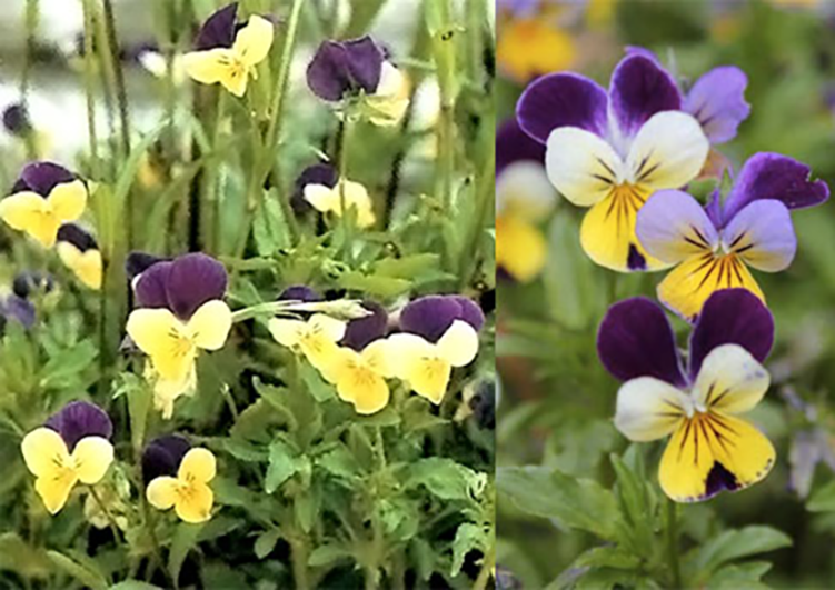 Heartsease (Viola tricolor), showing the plant and a close-up of its distinctive flowers