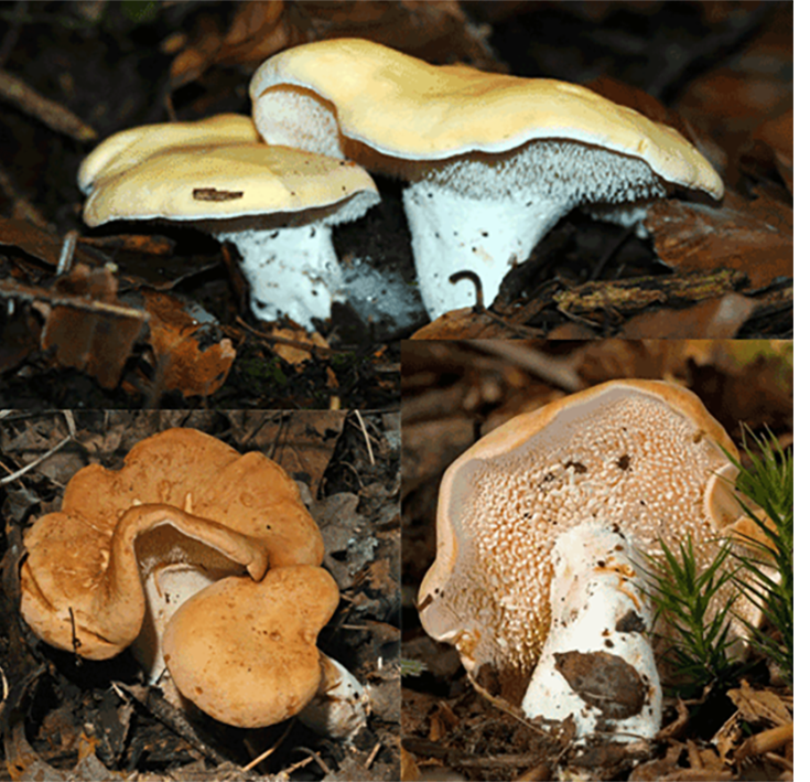 Hedgehog mushroom (Hydnum repandum), showing the variations in colour and the stipe and gills of the fruiting body