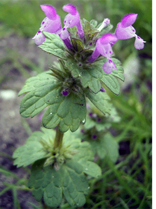 Henbit Deadnettle, Lamium amplexicaule, showing the plant in flower