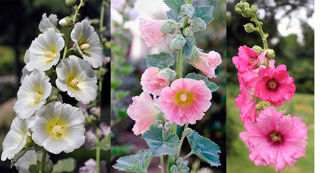Hollyhock Flowers