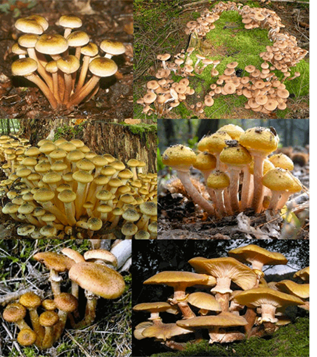 Honey Fungus (Armillaria mellea ), showing views of clusters of the mushroom at different lifecycle stages