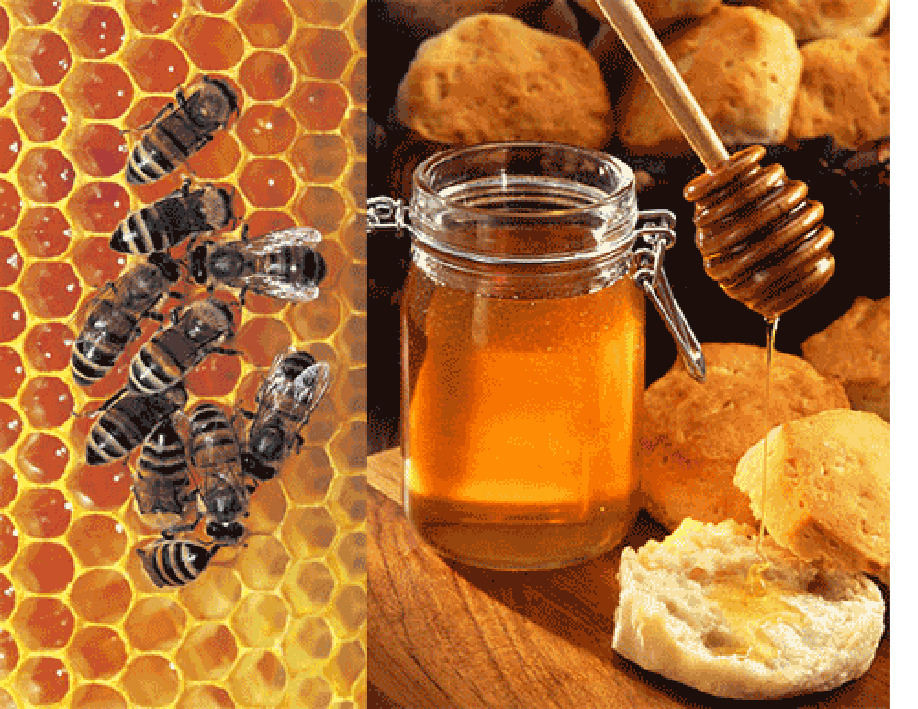 Image of bees on honeycomb, left and honey drizzling from honey jar, right