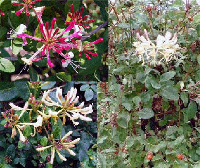 Honeysuckle Flowers
