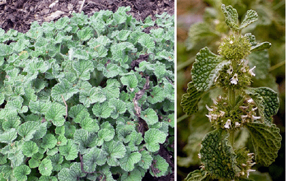 Horehound, whole plant and sprig in flower
