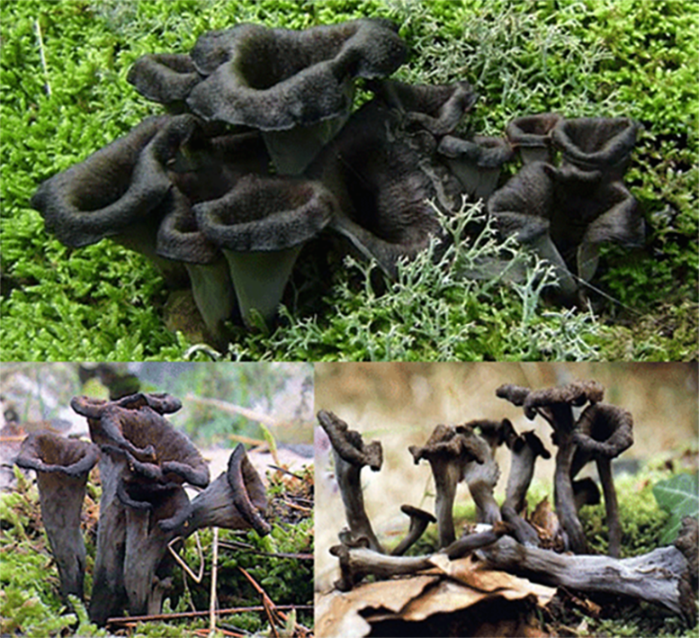 Horn of Plenty mushroom (Craterellus cornucopioides), showing various form of this delicious black mushroom