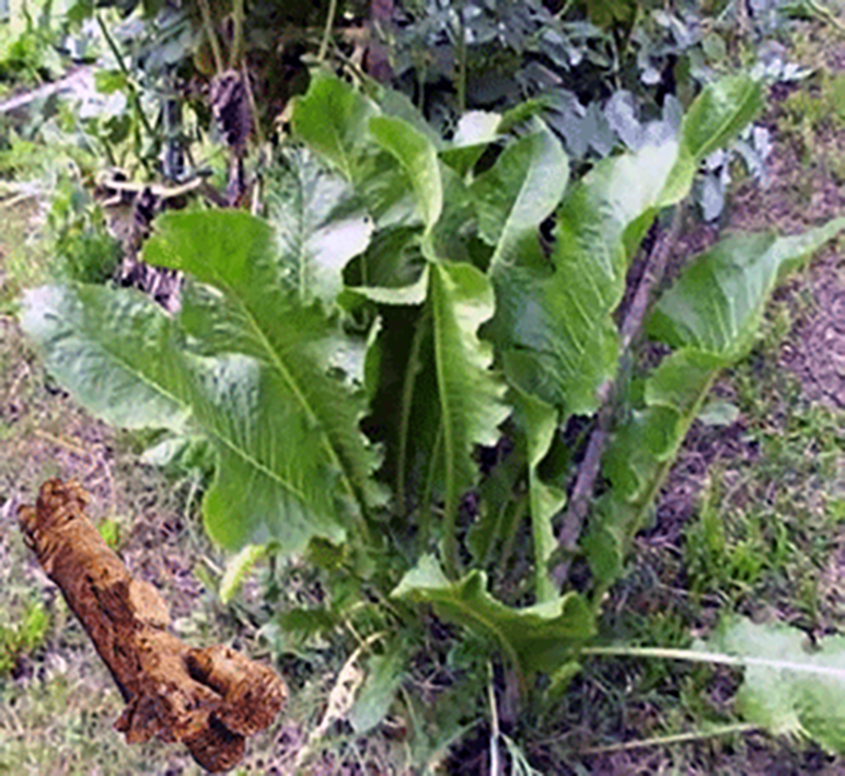 Horseradish plant with horseradish root inset
