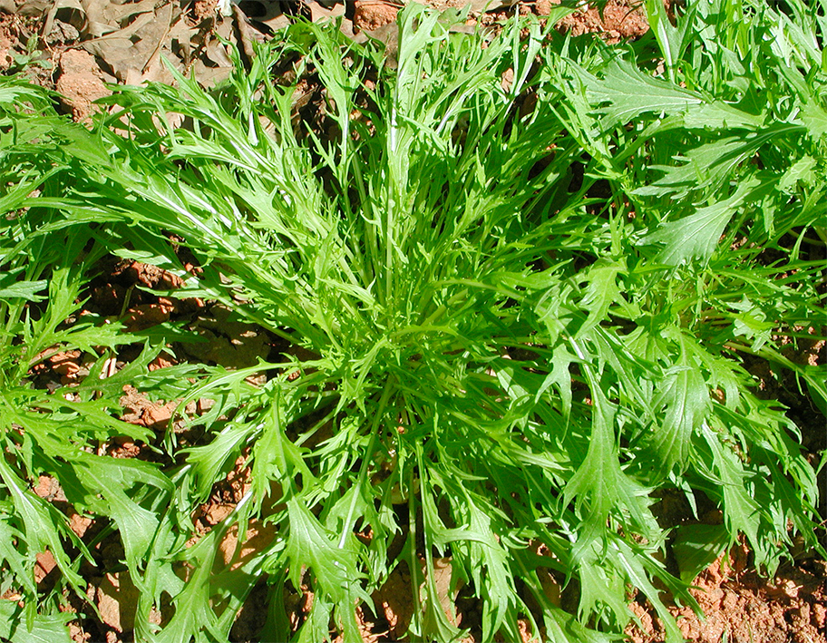 Japanese mizuna, a classic potherb growing in a field