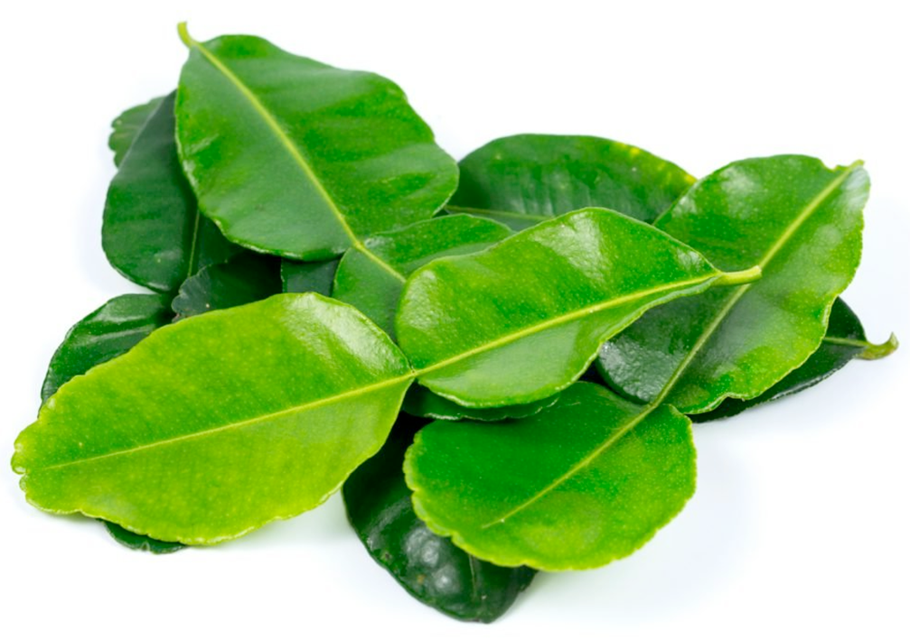 Kaffir lime leaves, showing their two-lobed structure
