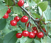 Kentish cherry
