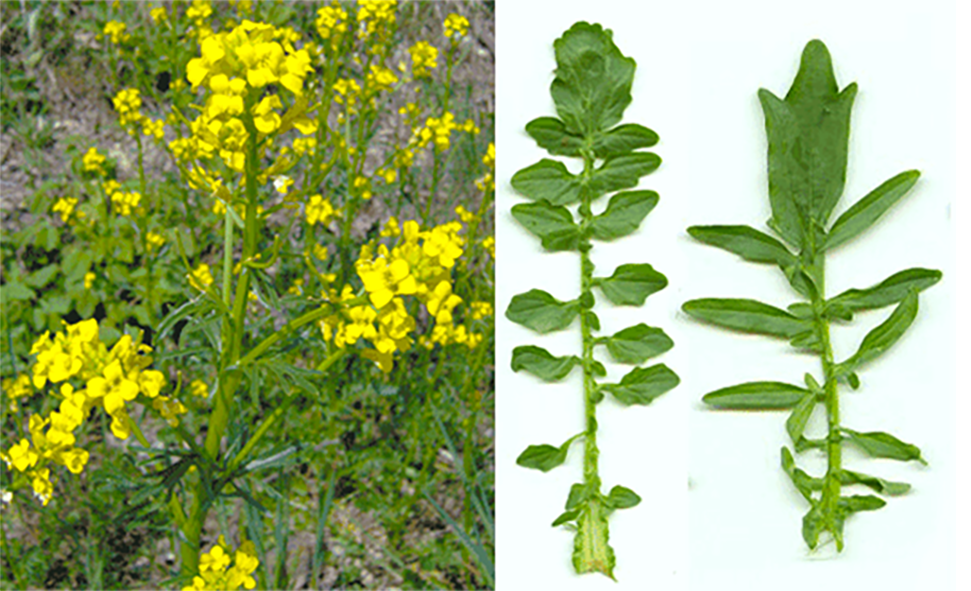 Land cress (Barbarea verna), showing the full plant in flower, along with a close-up of its edible leaves