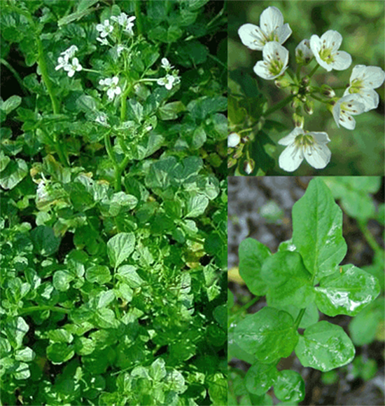 Large bittercress (Cardamine amara) shown in two forms with flowers