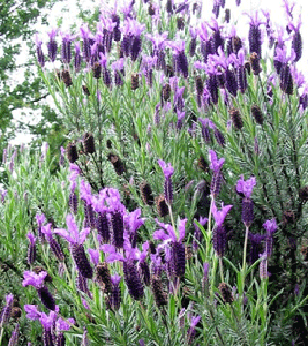 Lavender plant in full flower