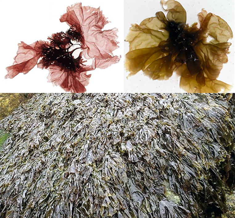 Laver, nori (Porphyra sp) including mats of red laver and colour variation in laver