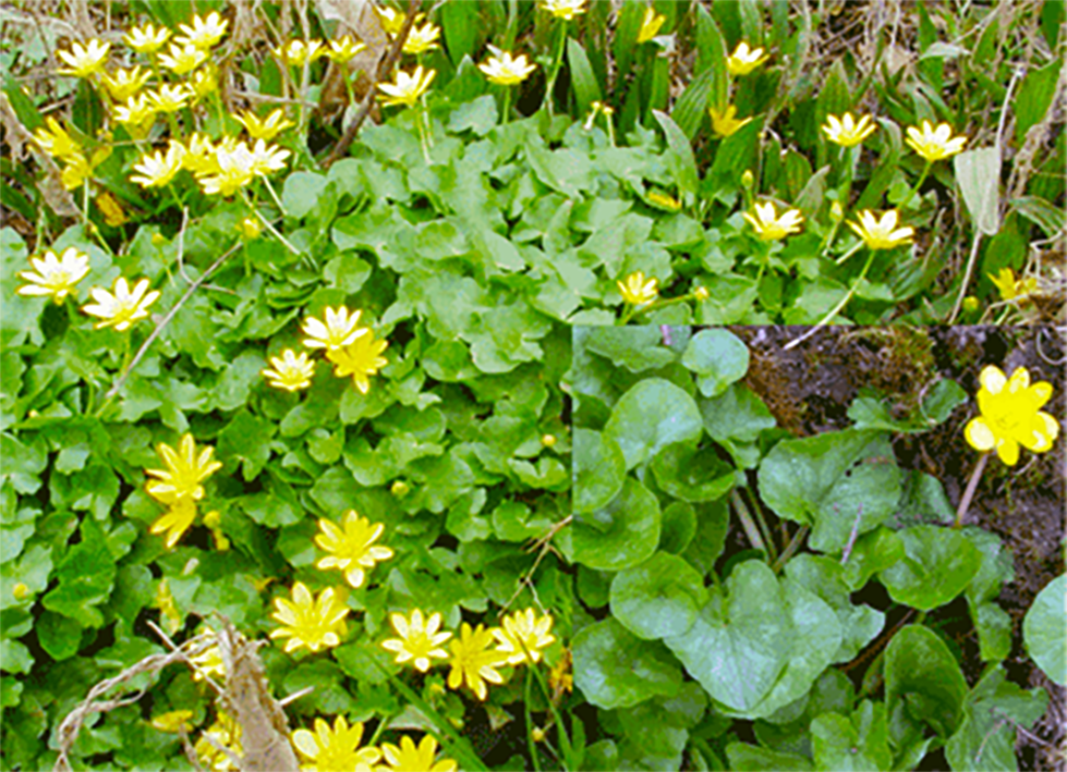 Lesser celandine (Ranunculus ficaria), showing the leaves and flowers with a close-up of both, inset