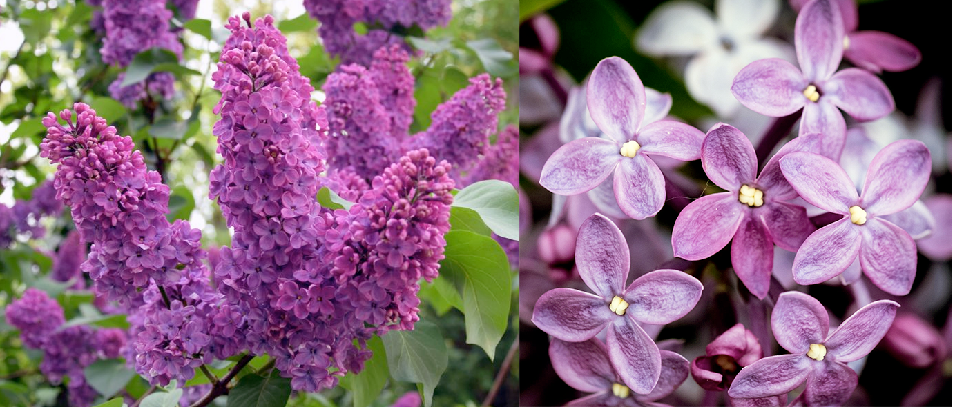 Lilac Flowers