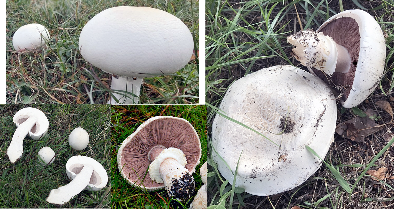Macro Mushroom (Agaricus arvensis), showing views of the young caps, the mature caps, gills and young examples split open