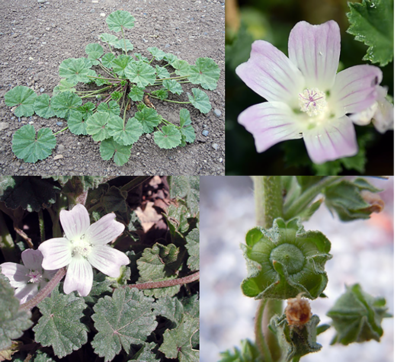 Dwarf Mallow (Malva moschata), showing the whole plant with close-ups of the edible flowers and immature seeds (cheeses)