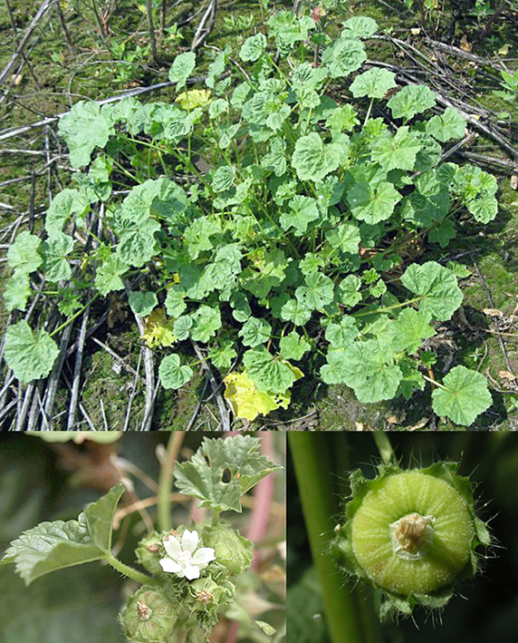 Low Mallow (Malva pusilla), showing the whole plant with close-ups of the edible flowers and immature seeds (cheeses)
