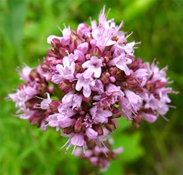 Marjoram flowers