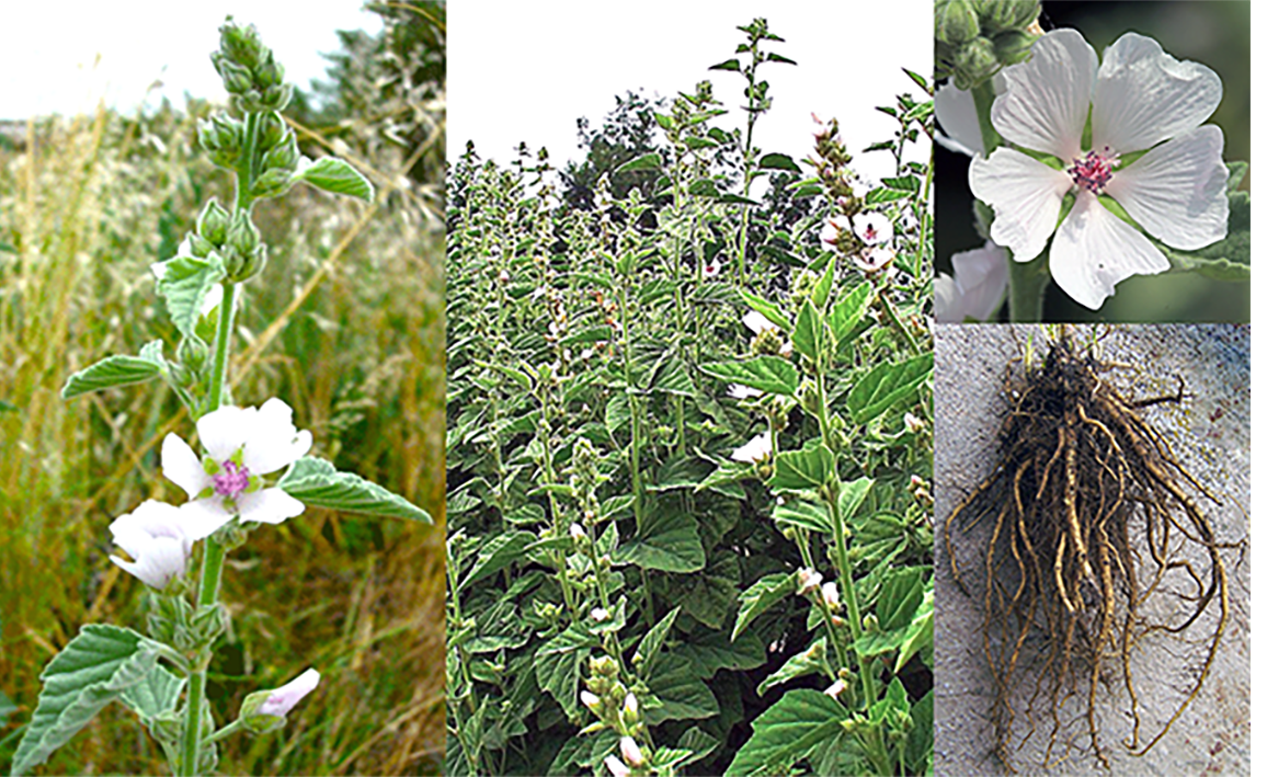 Marsh Mallow (Althaea officinalis), showing the whole plant, a stand of plants and close-ups of the flowers and roots
