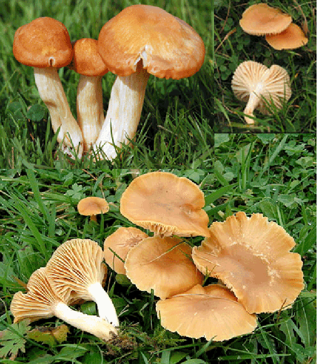 Meadow Waxcap (Hygrocybe pratensis), showing different views of the mushroom along with its stipe and gills