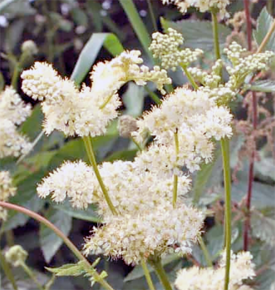 Meadowsweet flowers