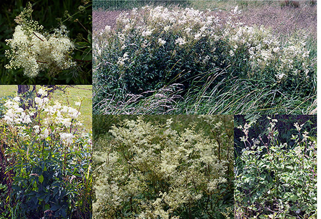 Meadowsweet plant <em>Filipendula ulmaria</em> in flower