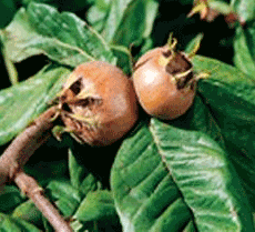 Medlar fruit