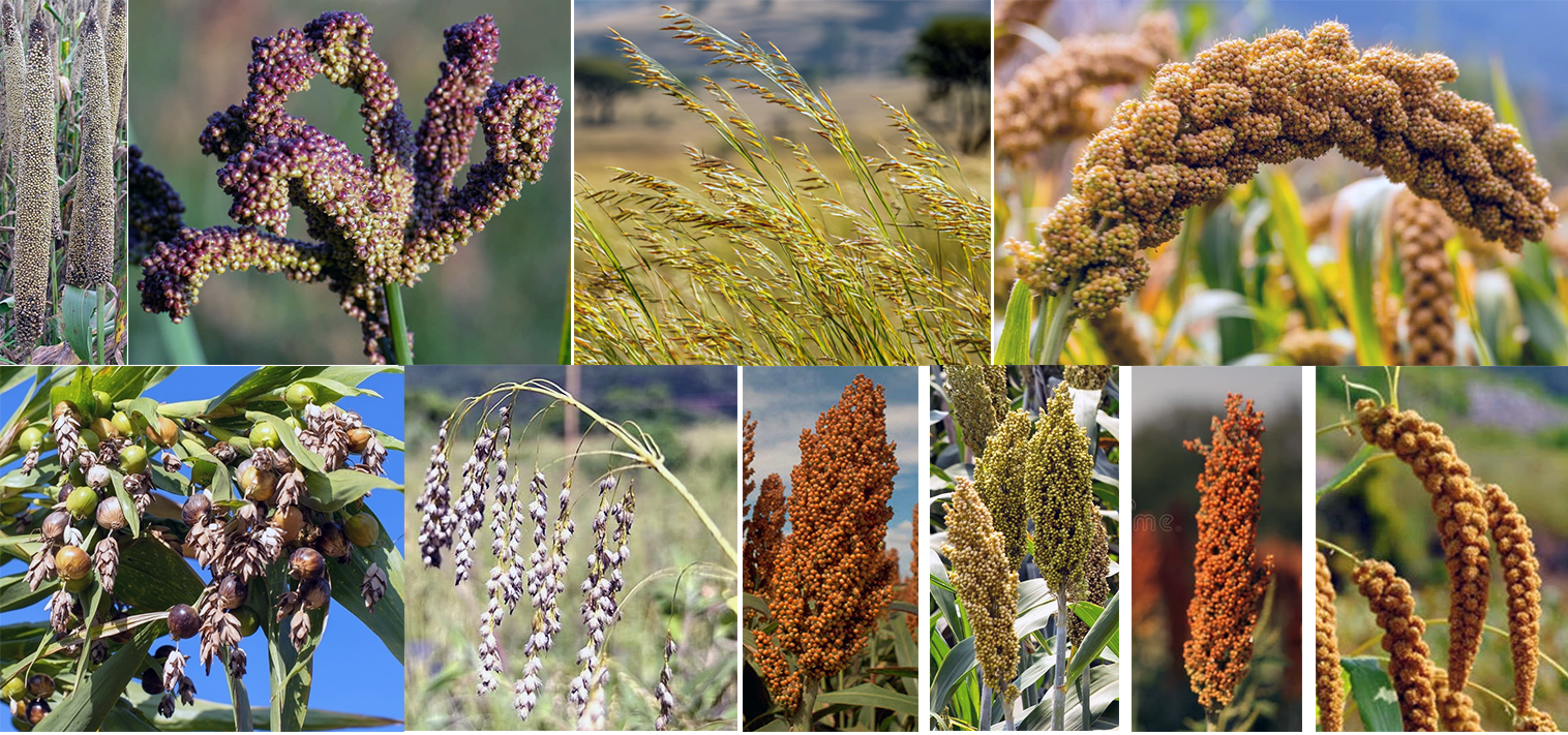 seed heads from ten different millet spieces