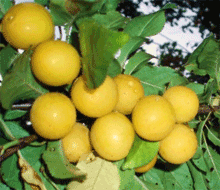 Orange/Mirabelle plums