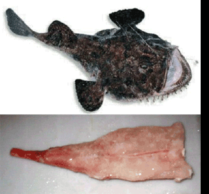Monkfish, whole fish and skinned tail