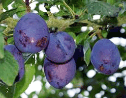 Ripe Mussel/Quetsch plums