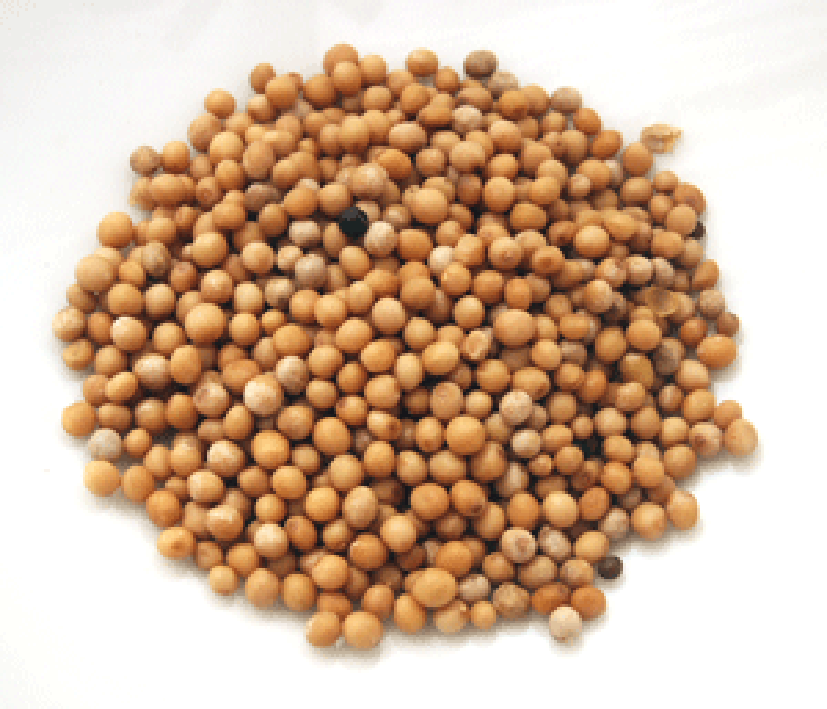 Pile of white mustard seeds