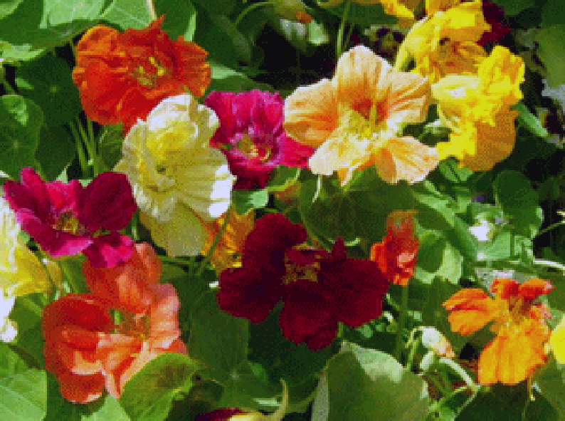 Nasturtium flowers