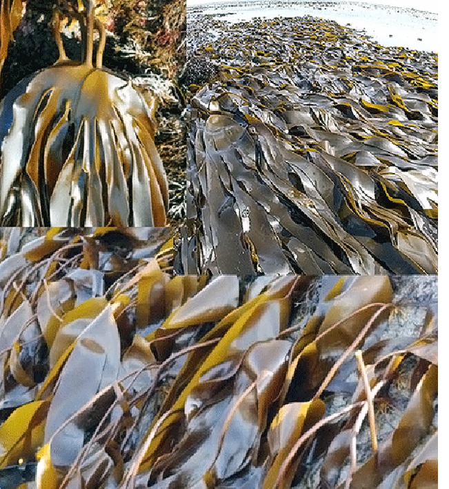 Oarweed (Laminaria digitata), showing the holdfast, close-ups of a frond and a large mat of kelp