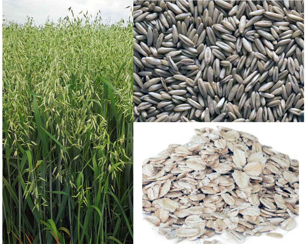 Green oat plants in the field, mature oat grains and a mound of rolled oats