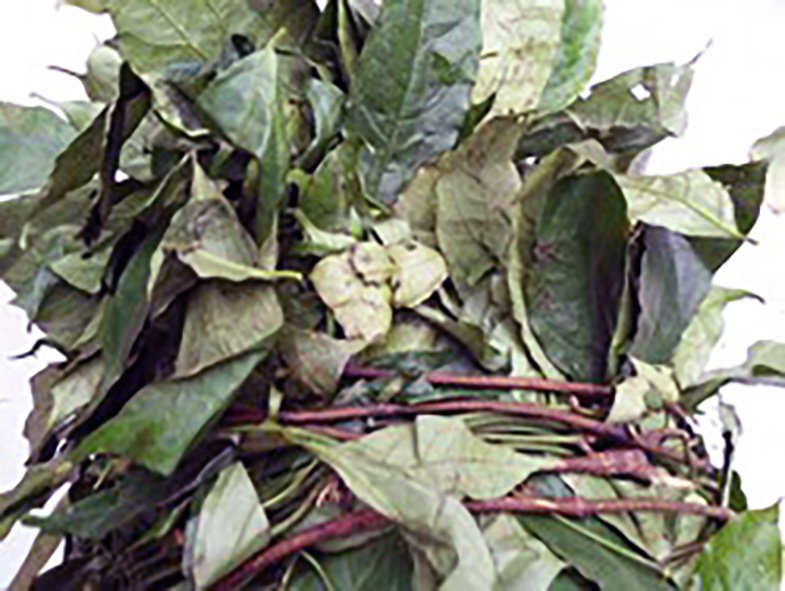 Okazi liana, fresh leaves and shredded leaves ready for cooking