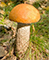 Orange Birch Bolete mushroom tumbnail