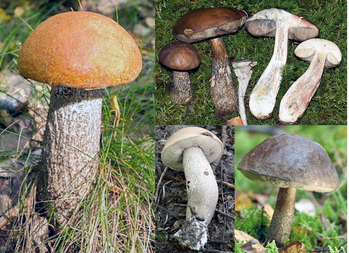 Orange Birch bolete (Leccinum scabrum), showing a classic orange cap and scale stemmed version on the left with a mature and immature specimen cut in half, top right and a young mushroom on its side with a mature specimen growing from moss.