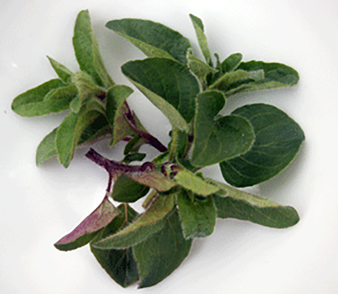 Four sprigs of oregano