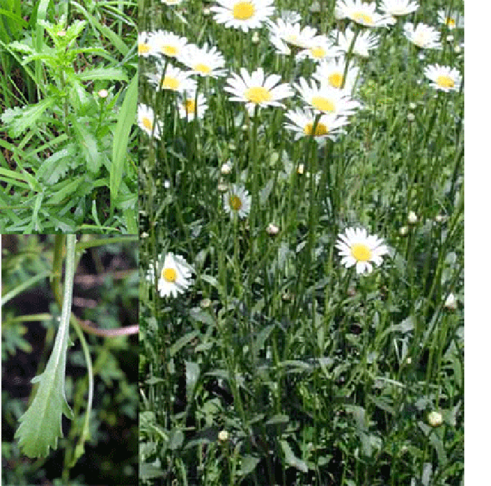 Oxeye daisy (Leucanthemum vulgare), showing a group of plants and close-ups of the leaves and flowers