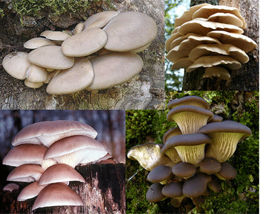 Oyster mushroom (Pleurotus ostreatus), four views, showing the upper surface and the gills of the mushroom at different growth stages