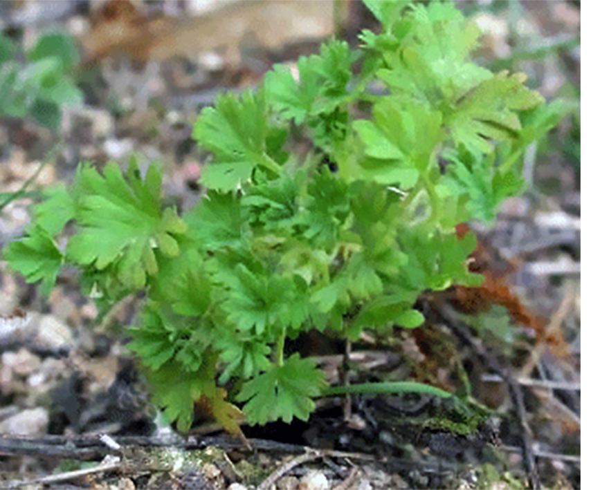 Parsley Piert plant (Aphanes arvensis) showing the young plant and its leaves.