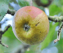 Peasgood Nonsuch apples