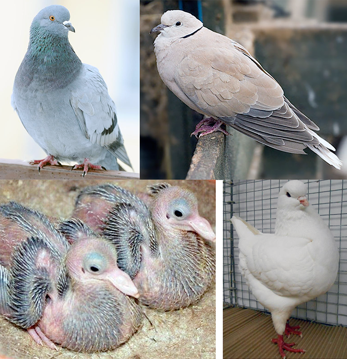 Images showing the domestic pigeon, barbary dove, white king pigeon and pigeon squabs