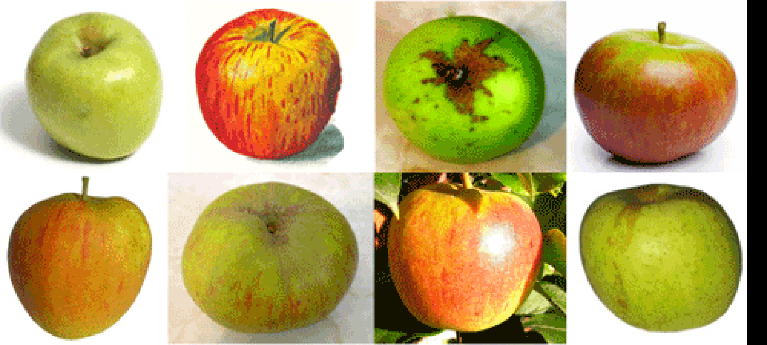 pippin apple varieties